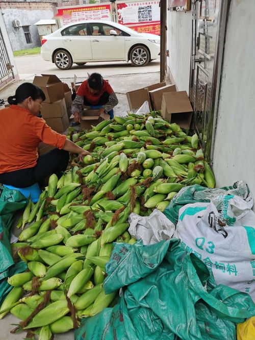農(nóng)產(chǎn)品開啟云銷售模式，助力戰(zhàn)疫扶貧攻堅